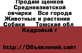 Продам щенков Среднеазиатской овчарки - Все города Животные и растения » Собаки   . Томская обл.,Кедровый г.